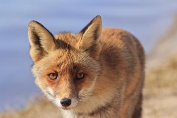 �齫����������Ƶ��ȫ��ɨ�ƴ�ǰ�ͨ��10���������Ӵ�������ɫ����Ϣ����...